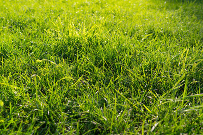 Full frame shot of grass on field