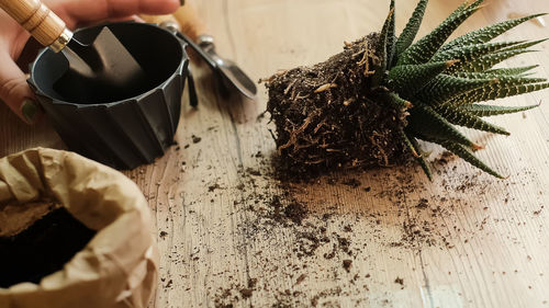 Transplanting plants into another pot, garden tools lie on a wooden table