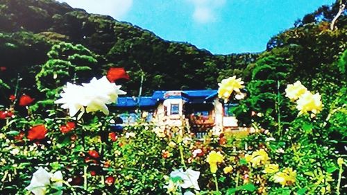 Flowers blooming against blue sky