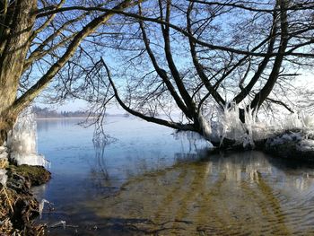 Reflection of tree in lake against sky