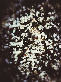 Close-up of flowers