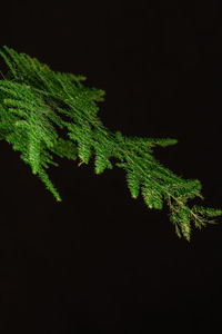 Close-up of green leaf against black background