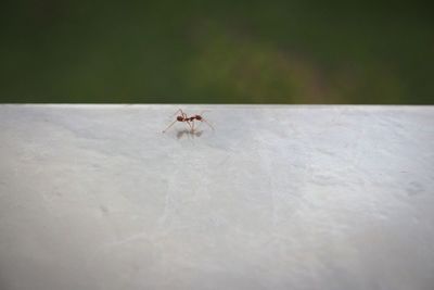 Close-up of spider