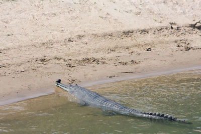 High angle view of horse in the sea