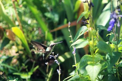 Close-up of plant against blurred background