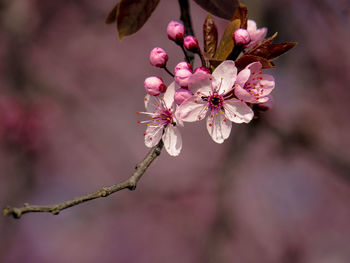 Close-up of pink flowers against blurred background