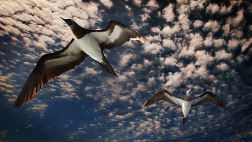 Low angle view of seagulls flying in sky