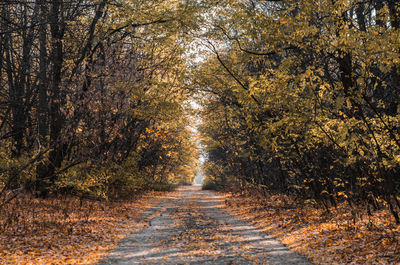 Footpath amidst trees in forest during autumn