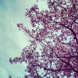 Low angle view of tree against sky