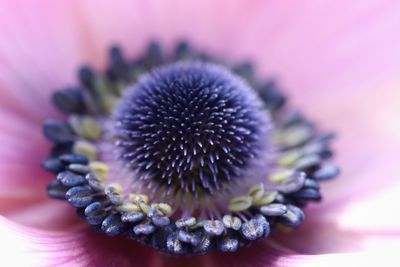 Close-up of purple flowering plant