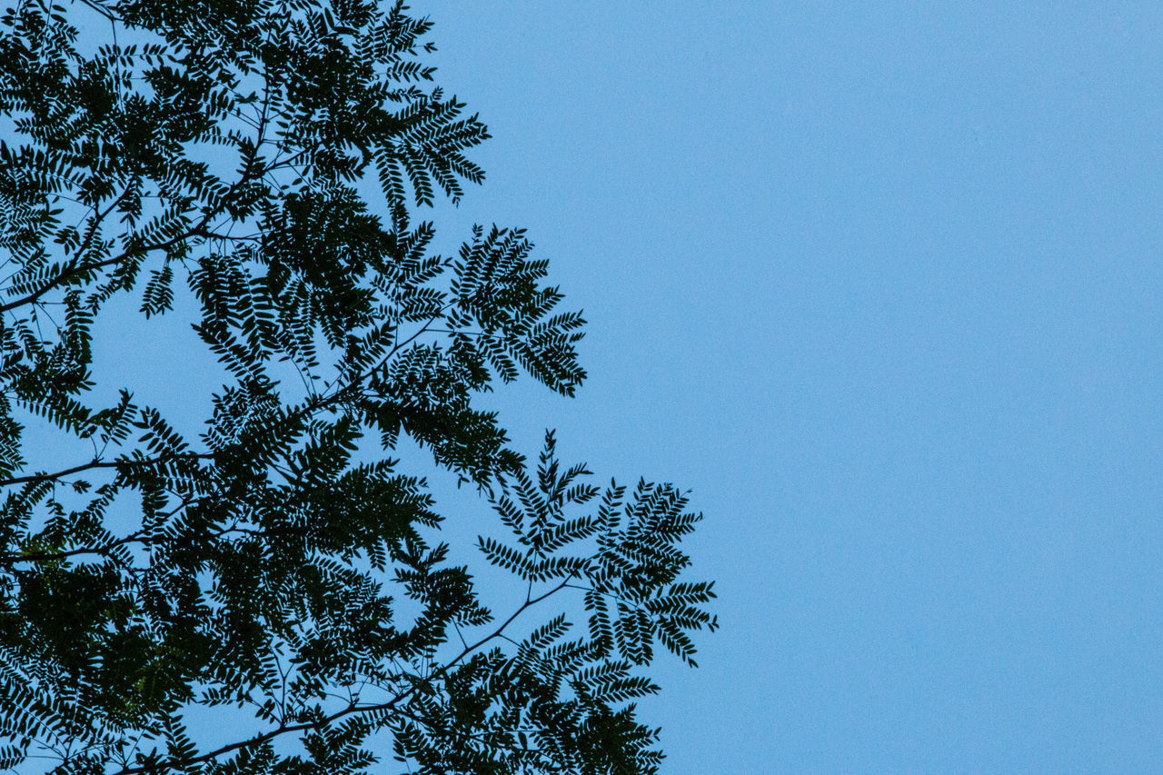 LOW ANGLE VIEW OF TREE AGAINST CLEAR SKY