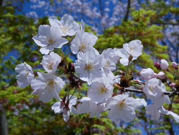 Close-up of white cherry blossoms in spring