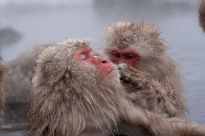 Monkeys in snow