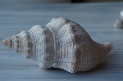 Close-up of seashell on the table