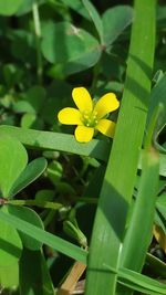 Close-up of yellow flower