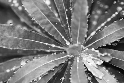 Close-up of wet leaves