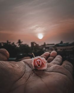 Close-up of hand holding plant against sky during sunset