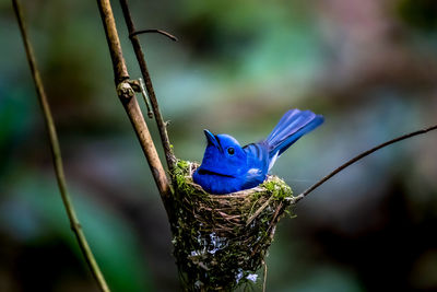 Close-up of bird perching on branch