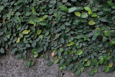 Close-up of ivy growing on field
