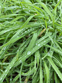 Full frame shot of wet plant leaves during rainy season