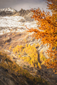 Autumn trees on landscape
