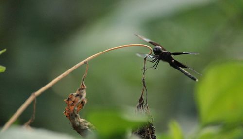 Close-up of insect on plant