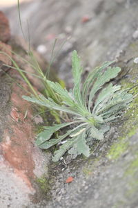 Close-up of plant