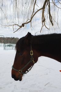 View of a horse on snow covered field