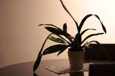 Close-up of potted plant