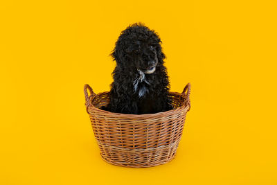 High angle view of dog against yellow background