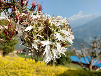 Close-up of flowering plant on field