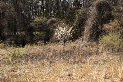 Plants growing on land