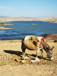 View of horse on beach