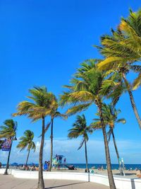 palm tree