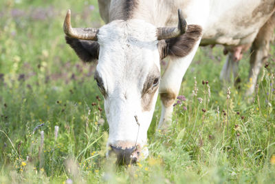 Portrait of a horse on field