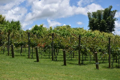 Scenic view of field against cloudy sky