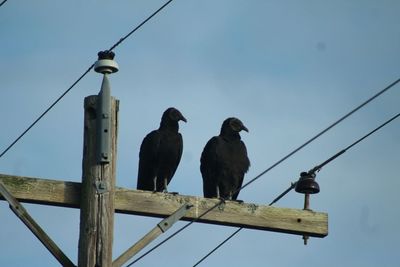 Low angle view of ravens perching on electricity pylon against sky