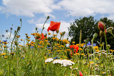 Close-up of flowering plants on field against sky