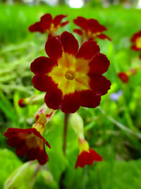 Close-up of red flowering plant