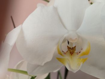 Close-up of white orchid