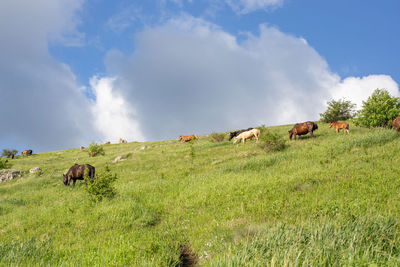 Cows grazing in a field