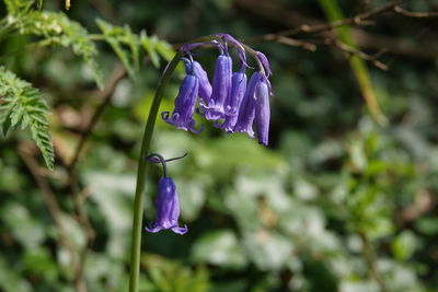 Close-up of bluebell