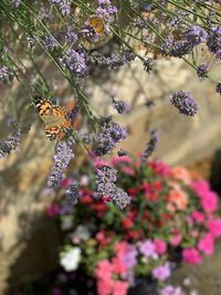 Close-up of butterfly pollinating on purple flowering plants