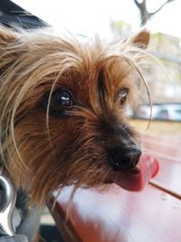 Close-up of a dog looking away