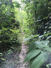 Close-up of trees in forest