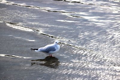 Close up of seagull in water