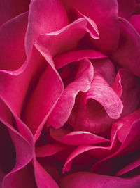 Close-up of pink rose