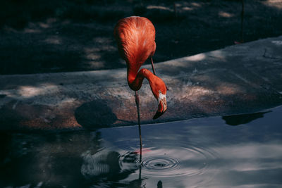 Bird drinking water in lake