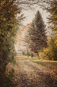 Footpath amidst trees in forest during autumn