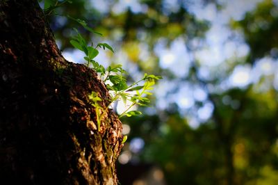 Close-up of insect on tree trunk